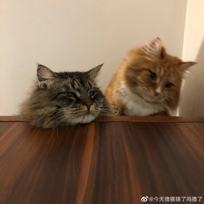 猫图片|宠物猫|猫咪|