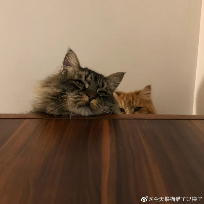 猫图片|宠物猫|猫咪|