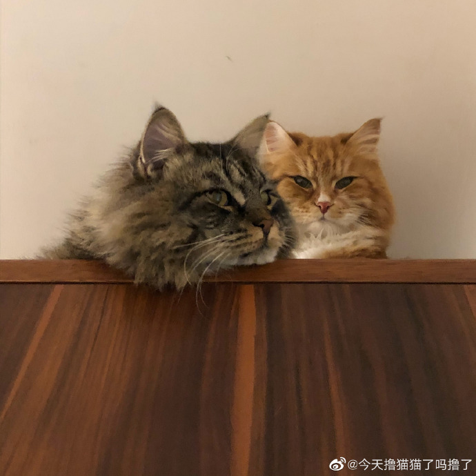 猫图片|宠物猫|猫咪|