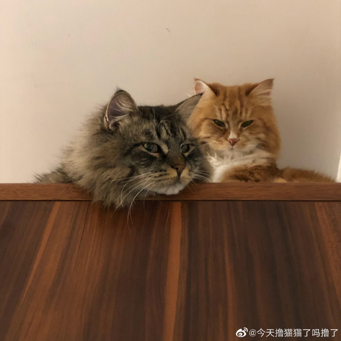 猫图片|宠物猫|猫咪|