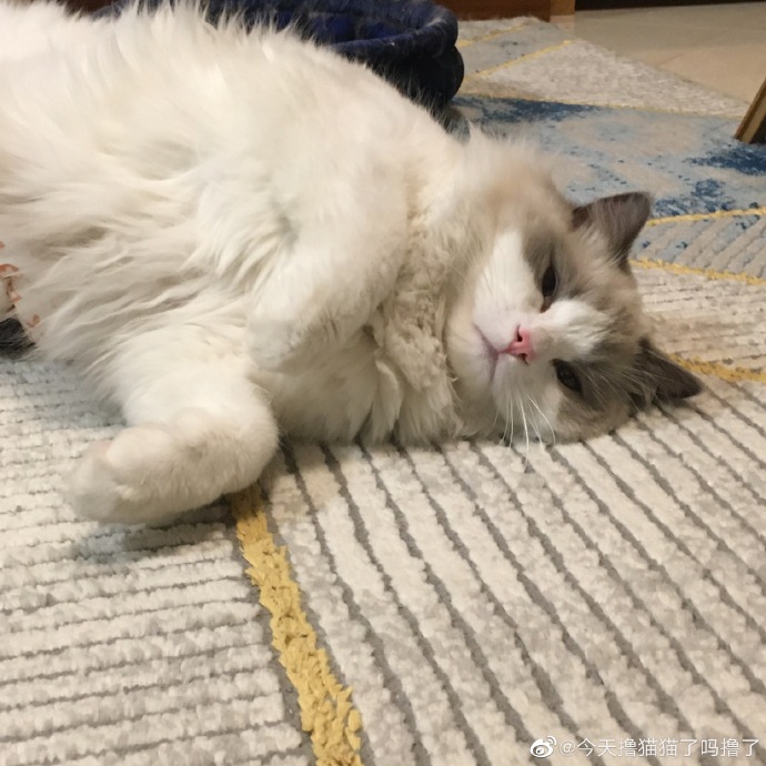 猫图片|宠物猫|猫咪|