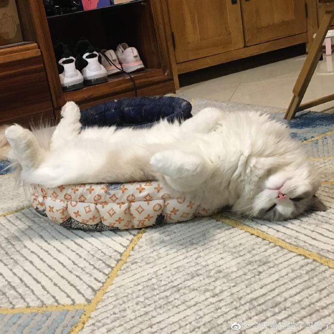 猫图片|宠物猫|猫咪|