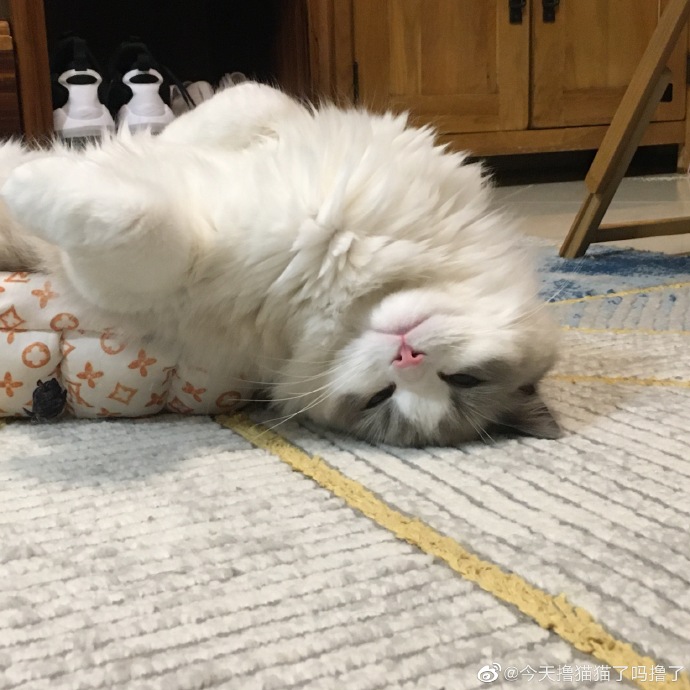 猫图片|宠物猫|猫咪|