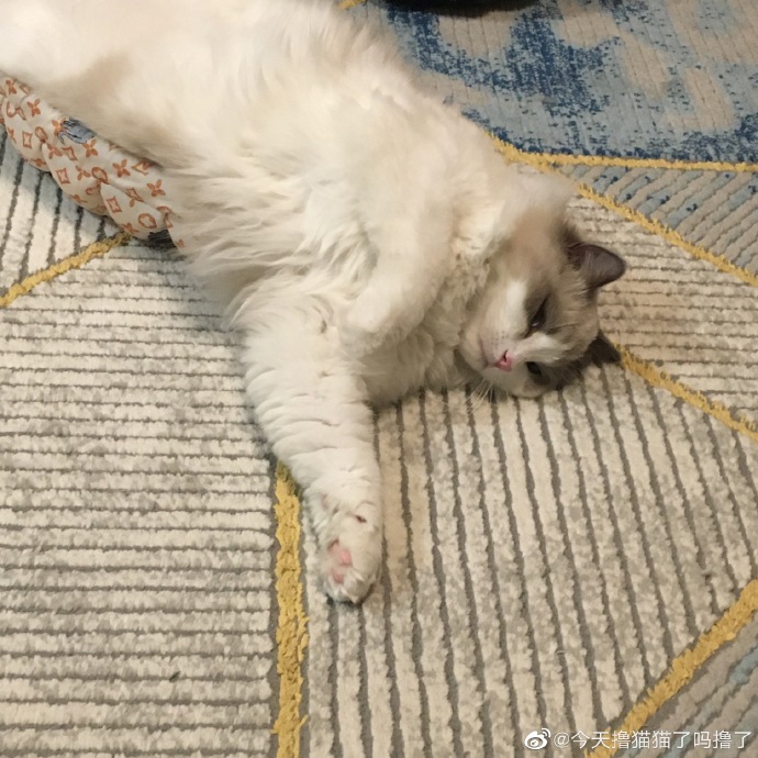 猫图片|宠物猫|猫咪|