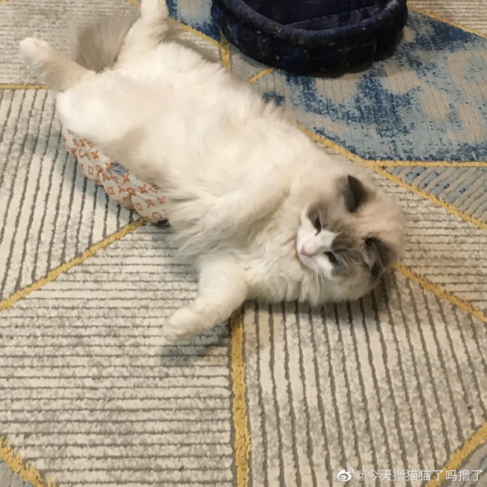 猫图片|宠物猫|猫咪|