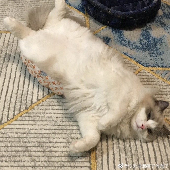 猫图片|宠物猫|猫咪|