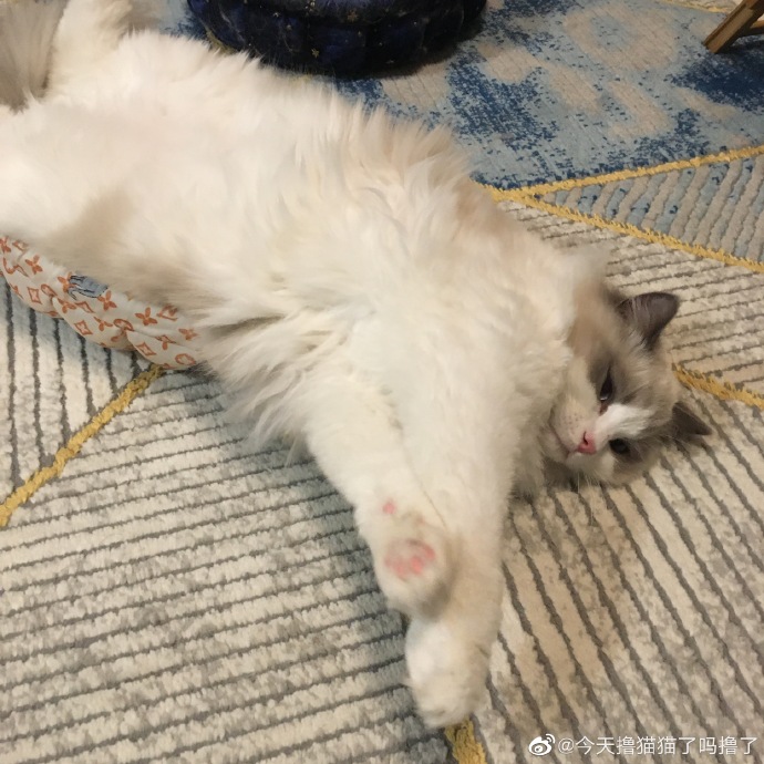 猫图片|宠物猫|猫咪|