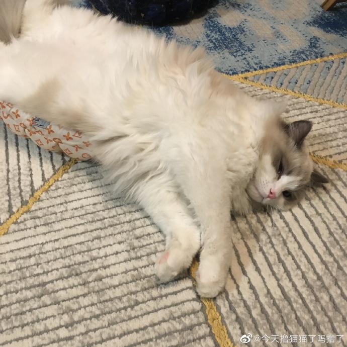 猫图片|宠物猫|猫咪|