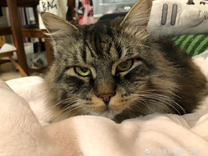 猫图片|宠物猫|猫咪|