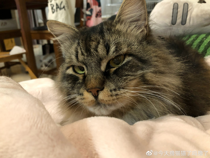 猫图片|宠物猫|猫咪|