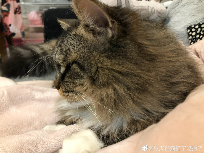 猫图片|宠物猫|猫咪|