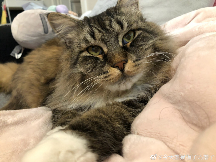 猫图片|宠物猫|猫咪|