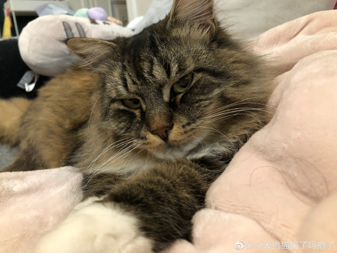 猫图片|宠物猫|猫咪|