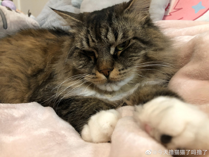 猫图片|宠物猫|猫咪|