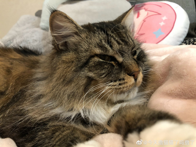 猫图片|宠物猫|猫咪|