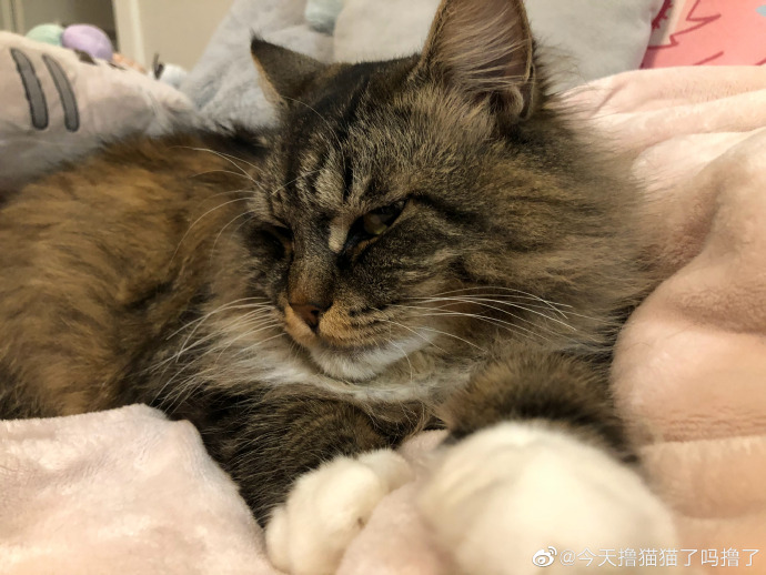 猫图片|宠物猫|猫咪|