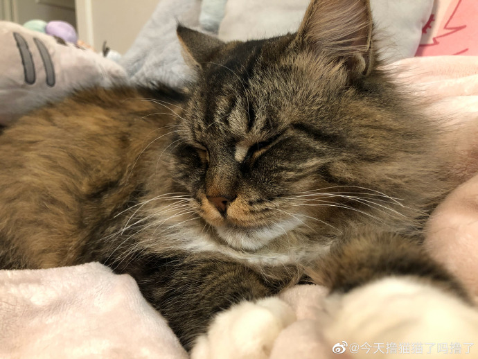 猫图片|宠物猫|猫咪|