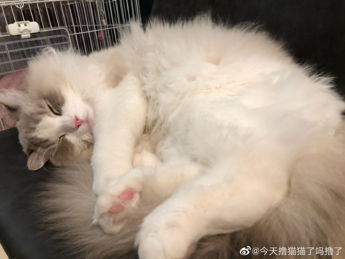 猫图片|宠物猫|猫咪|