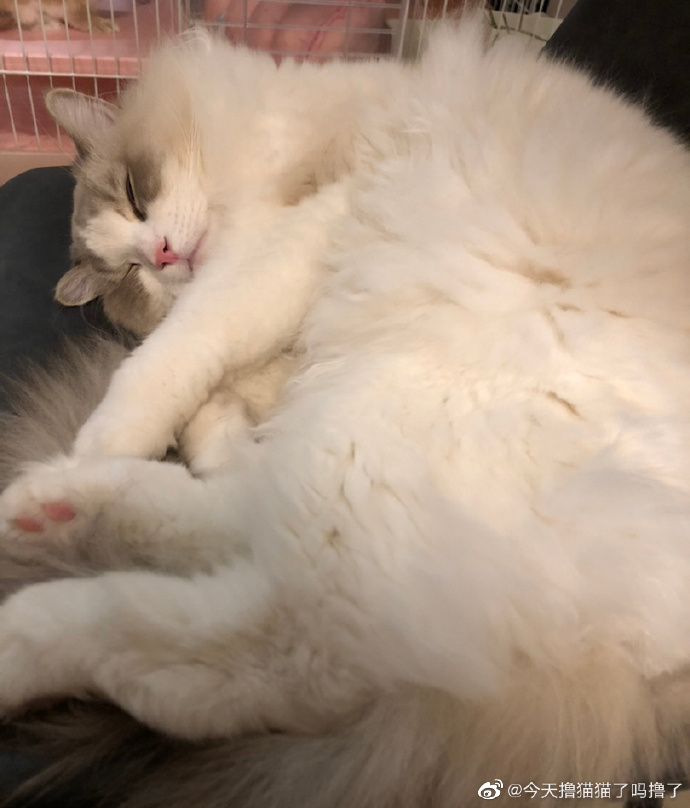 猫图片|宠物猫|猫咪|