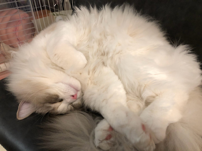 猫图片|宠物猫|猫咪|