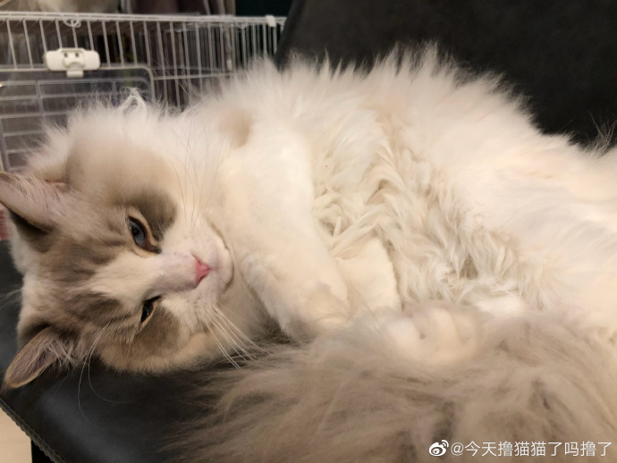 猫图片|宠物猫|猫咪|