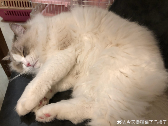 猫图片|宠物猫|猫咪|