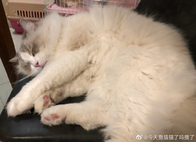 猫图片|宠物猫|猫咪|