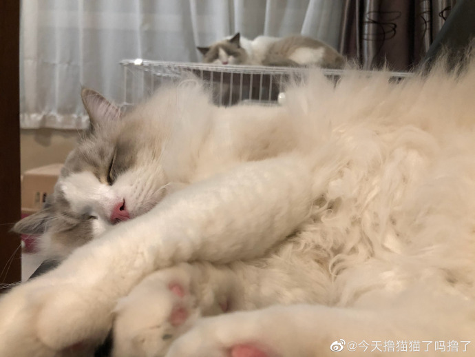 猫图片|宠物猫|猫咪|