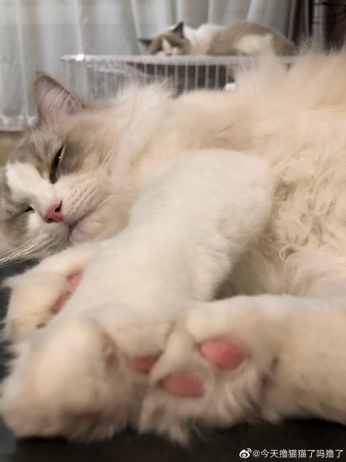 猫图片|宠物猫|猫咪|