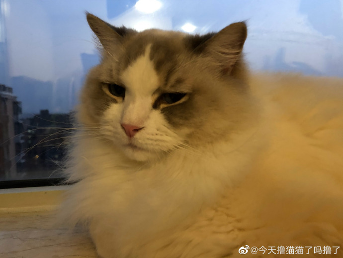 猫图片|宠物猫|猫咪|