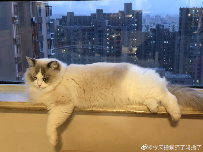 猫图片|宠物猫|猫咪|