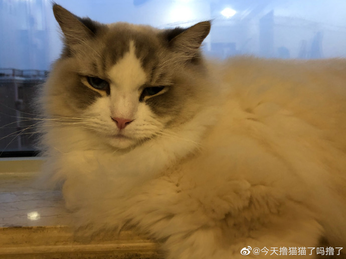 猫图片|宠物猫|猫咪|