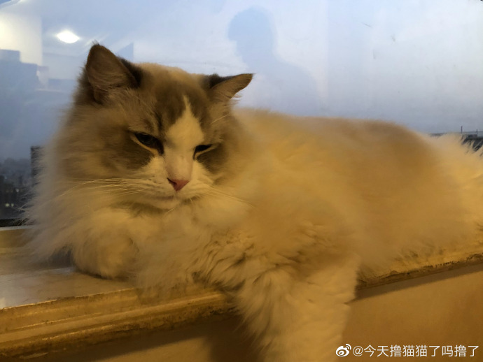 猫图片|宠物猫|猫咪|