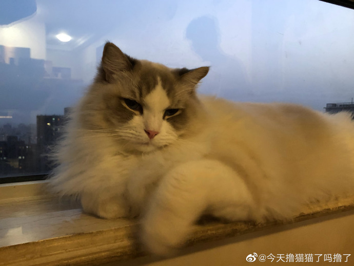 猫图片|宠物猫|猫咪|