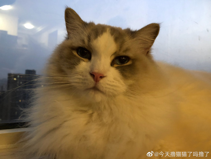 猫图片|宠物猫|猫咪|