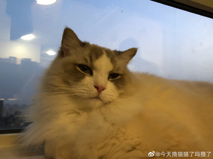 猫图片|宠物猫|猫咪|