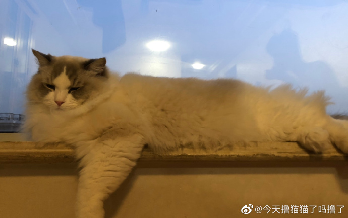 猫图片|宠物猫|猫咪|