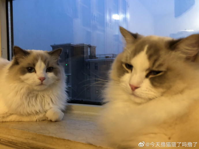 猫图片|宠物猫|猫咪|