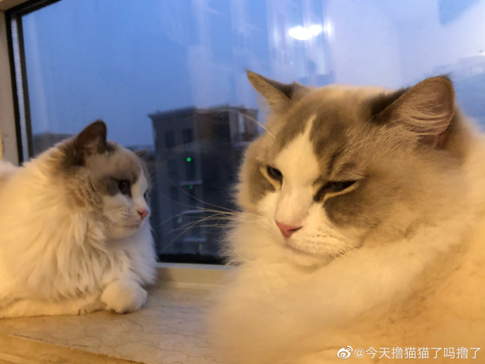 猫图片|宠物猫|猫咪|