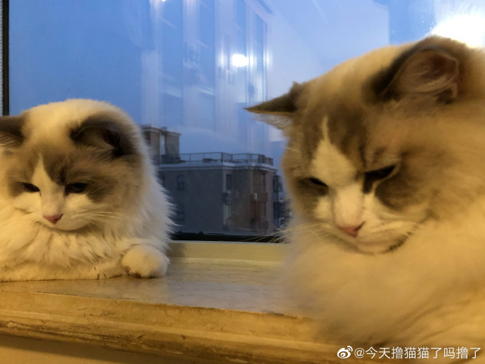 猫图片|宠物猫|猫咪|