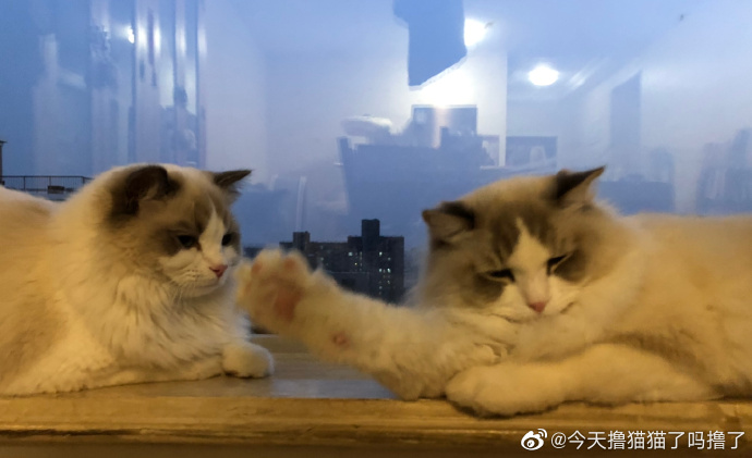 猫图片|宠物猫|猫咪|