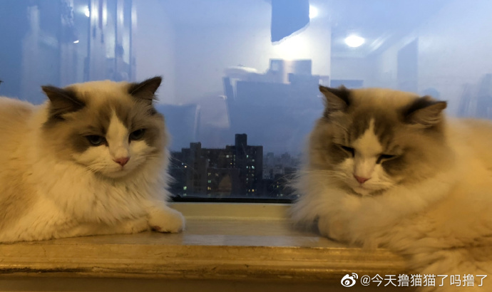 猫图片|宠物猫|猫咪|