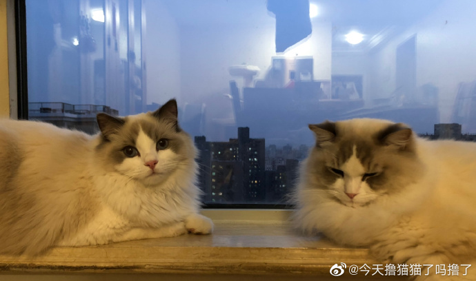 猫图片|宠物猫|猫咪|