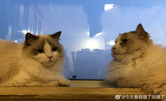 猫图片|宠物猫|猫咪|