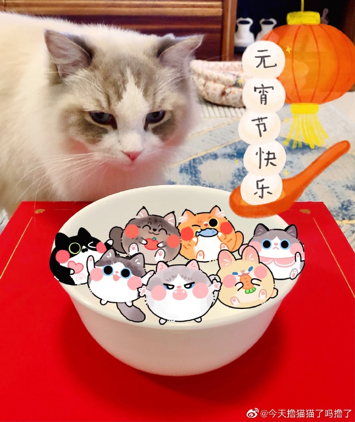 猫图片|宠物猫|猫咪|