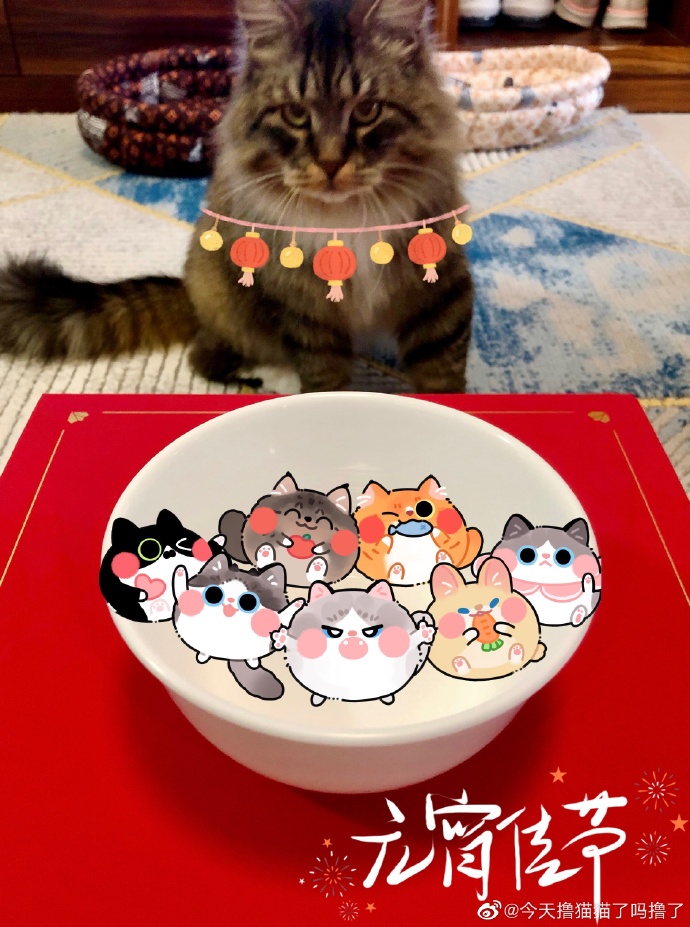 猫图片|宠物猫|猫咪|