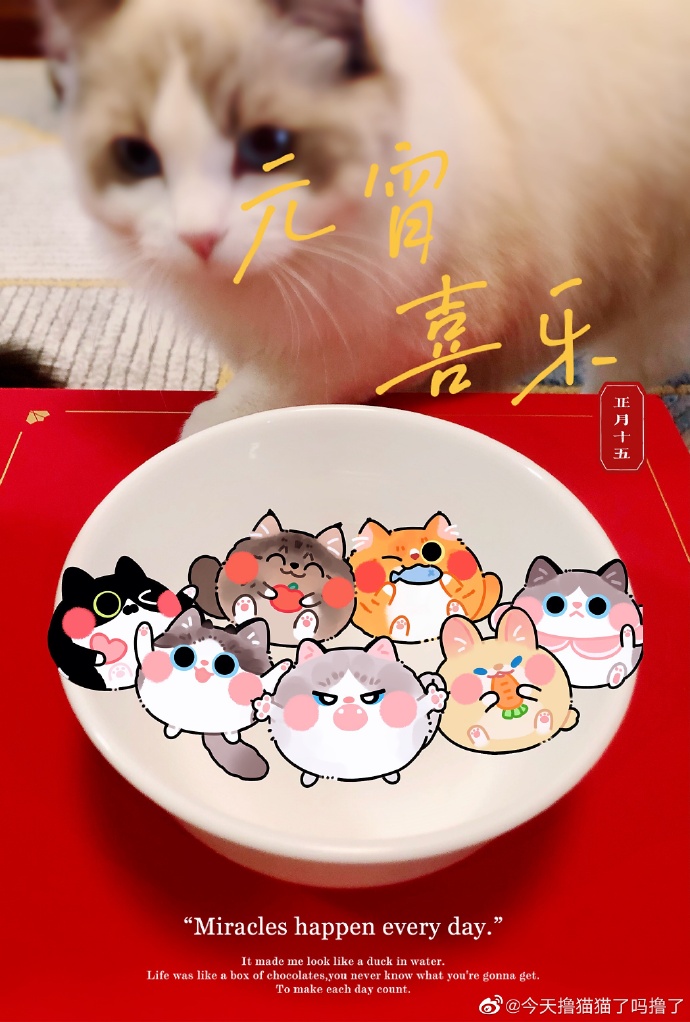 猫图片|宠物猫|猫咪|