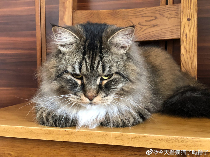 猫图片|宠物猫|猫咪|