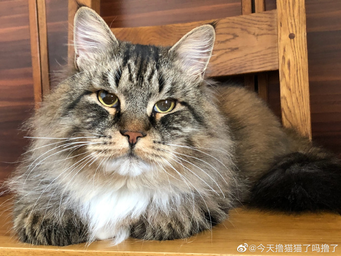 猫图片|宠物猫|猫咪|