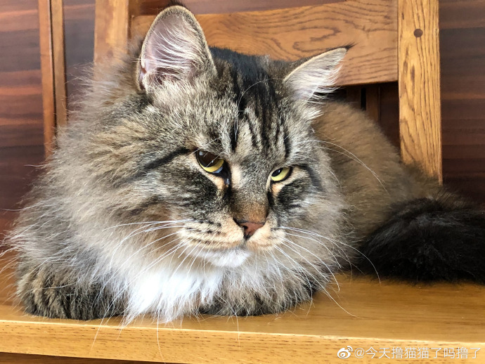 猫图片|宠物猫|猫咪|